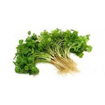 Coriander